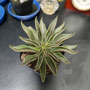 エケベリア・ルテア・ファンタズマ,多肉植物,観葉植物,エケベリア属,実生の画像