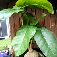 フィカス パルメリ,塊根植物,成長記録,コーデックス,大きくな〜れ！の画像