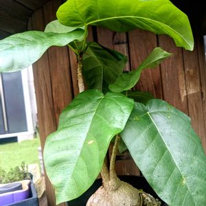 フィカス パルメリ,塊根植物,成長記録,コーデックス,大きくな〜れ！の画像