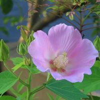 フヨウ,ピンク❤︎ピンク,うどん県人会,ピンクワールドへ ようこそ,明日はきっと良い日になるの画像