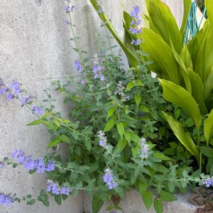 ラベンダー,ラベンダー,花のある暮らし,お出かけ先にて,おうち園芸の画像