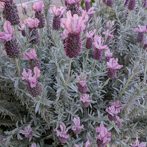 ラベンダー,花のある暮らし,今日のお花,花いろいろ,お花の癒しの画像