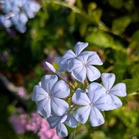 ルリマツリ,瑠璃茉莉,平和を願う☆,小さな庭の画像