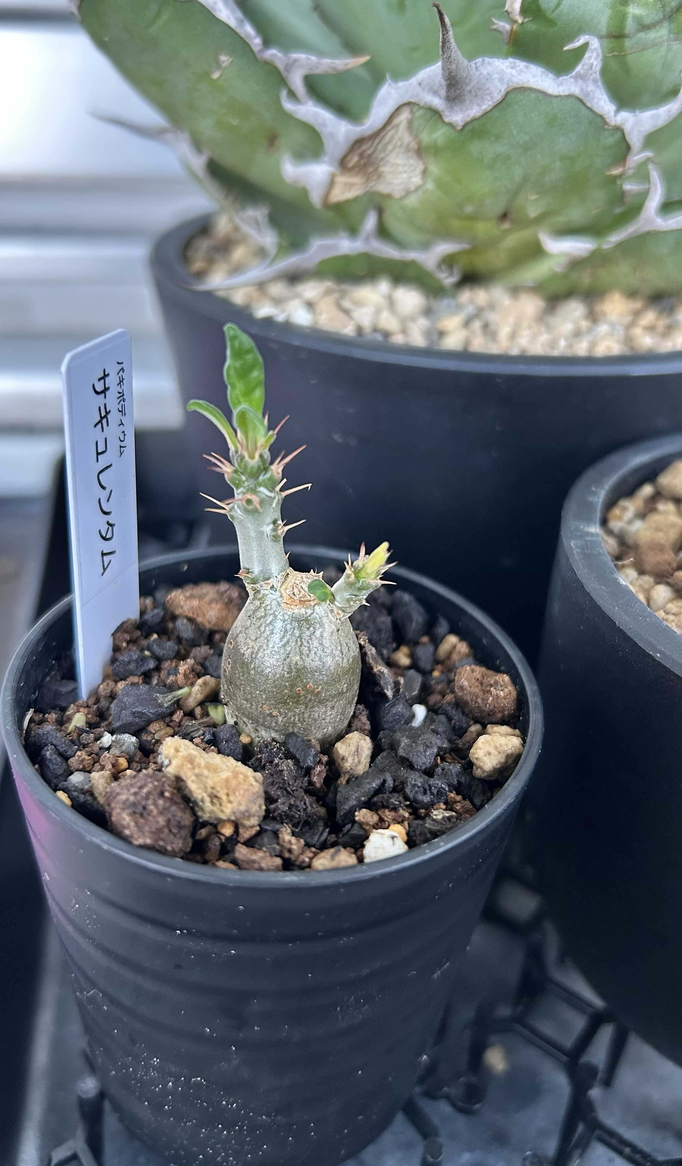 塊根植物・コーデックス｜🍀GreenSnap（グリーンスナップ）