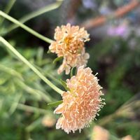 スカビオサ,ナチュラルガーデン,お庭の花たち,宿根草の庭,花と暮らすの画像