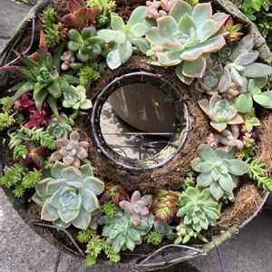 多肉植物,お花大好き,お花のある暮らし,玄関アプローチの画像