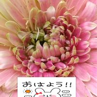 ガーベラ,ミニガーベラ,プランター栽培,薄いピンク色の花,ミニガーベラの栽培の画像