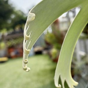 Platycerium willinckii ‘Cianjur Indk’,ウラボシ科,ビカクシダ属,着生シダ,着生植物の画像