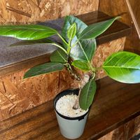 フィカス・アルテシマ,観葉植物,フィカス属の画像