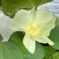 ワタ,植物のある暮らし,ほしつながり,たいせつななかま♡,ＧＳは笑顔で⭐️の画像