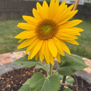 甘小丸スイカ,花のある暮らし,小さな庭の画像