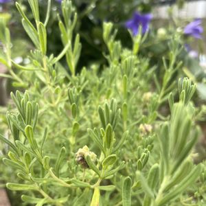 ラベンダー,元気もらえる,今日のお花,お花のある暮らしの画像