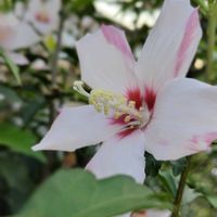 リュウゼツラン,今日も元気で,キュンキュン乙女倶楽部,乙女ピンク,キュンキュン乙女倶楽部No.0278の画像