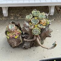 多肉植物,植替えの画像