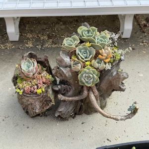 多肉植物,植替えの画像