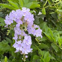 デュランタ,デュランタ,通勤路,元気もらえる,7月の花の画像