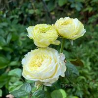 カラミンサ,バラ　プリムレーゼ,八重咲きニチニチソウ サニープリンセス,ガーデニング,白い花の画像