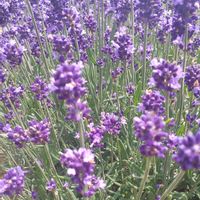 ラベンダー,青空,花のある暮らし,今日のお花の画像