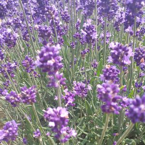 ラベンダー,青空,花のある暮らし,今日のお花の画像