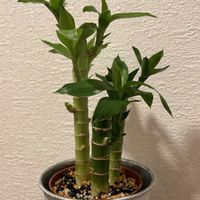 ミリオンバンブー,キングバンブー,多肉植物,観葉植物,100均観葉植物の画像