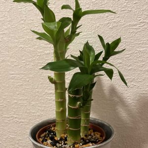 ミリオンバンブー,キングバンブー,多肉植物,観葉植物,100均観葉植物の画像
