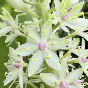パイナップルリリー,マイガーデン,花のある暮らし,サブランカ,広い庭の画像
