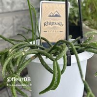リプサリス,サボテン科リプサリス属,観葉植物,インドアグリーン,インテリアグリーンの画像