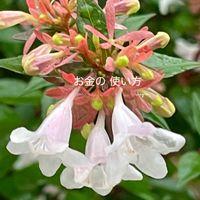 アベリア,花のある暮らしの画像