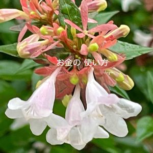 アベリア,花のある暮らしの画像