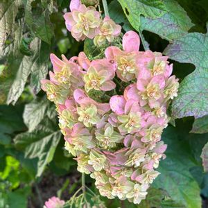カシワバアジサイ,花のある暮らし,愛媛県,庭の画像