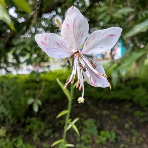 ガウラ,ガウラ(白蝶草),畑の画像