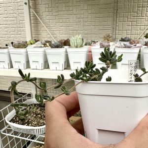 ドロサンテマム  レッドダイヤモンド,ドロサン,多肉植物,多肉棚,庭の画像