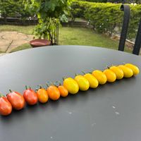 イエローアイコ,オレンジアイコ,ミニトマト　カリーノスイーツドルチェ,北海道,オーガニック野菜 の画像