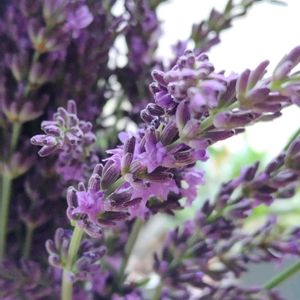ラベンダー,ラベンダー,鉢植え,我が家の庭,かわいい花の画像