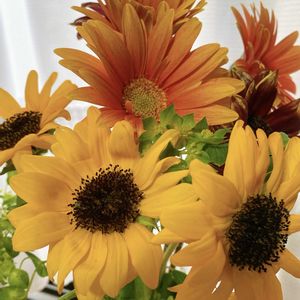ヒマワリ,季節の花,花のある暮らし,花が好きの画像