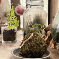 ハイゴケ,ダバリア ラビットフット,苔玉,シダ植物,苔 (コケ)の画像