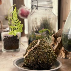 ハイゴケ,ダバリア ラビットフット,苔玉,シダ植物,苔 (コケ)の画像