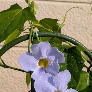 鉢植え,花のある生活,可愛い花,自宅の庭,花好き倶楽部の画像