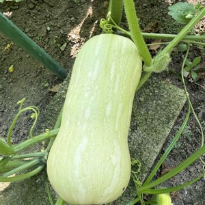 バターナッツかぼちゃ,バターナッツかぼちゃ,ロロンカボチャ,２種類の種,小さな畑の画像