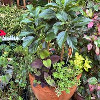コリウス,ハイビスカス,ポーチュラカ,ハイビスカス　マダム・ペレ,寄せ植えの画像