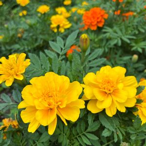 ハイビスカス,ハイビスカス,マリーゴールド,マリーゴールド,花のある暮らしの画像