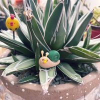 アガベ　笹の雪,ジメジメの季節,健康第一☘️,ﾋﾟｰﾀﾝ,ちょこんとﾋﾟｰﾀﾝの画像