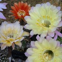 サボテン,花サボテン,多肉植物,サボテンの花,花のある暮らしの画像