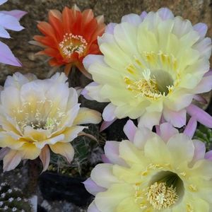 サボテン,花サボテン,多肉植物,サボテンの花,花のある暮らしの画像