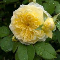 アリウム,ザ・ピルグリム,フロキシーベビー,バラ(パトラッシュ),黄色いバラの画像