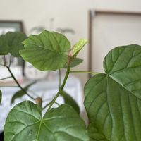 ウンベラータ,観葉植物,新芽の画像