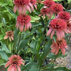 エキナセア,アリウム 丹頂,エキナセア・イレシスティブル,花のある暮らし,オレンジ色の花も好きの画像