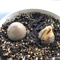 アボカド,アボカド,アボカド,アボカドの種,鉢植えの画像