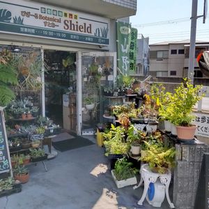 多肉植物,ウラボシ科,ビカクシダ属,食中植物,塊根の画像