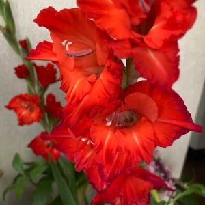 赤い花,いつもありがとう♡,ありがとう,ハーブのある暮らし,世界平和の画像